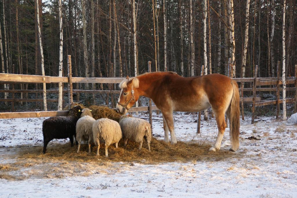 Вілла Heidin Mummola Farm Пелло Екстер'єр фото